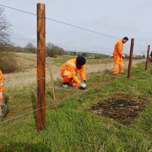 welford volunteers planting tree line