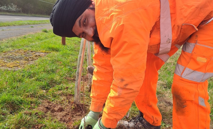 Welford tree planting project