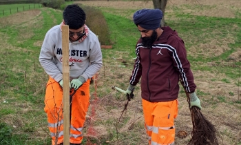 Tree planting by volunteers