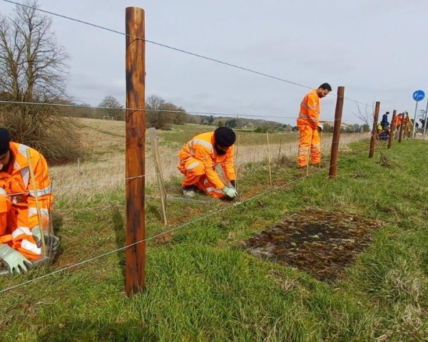 welford volunteers planting tree line