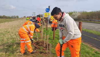Tree planting